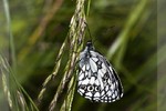 Тамара Коренева : Галатея, или Пестроглазка Галатея Melanargia galathea (Linnaeus, 1758) 
