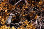 Anton Soulev : Ardea cinerea 