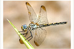 Yechezkel Rozenfeld : Macro World #1 