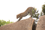   : leopard in the serengeti 