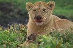  : lion eating a wildbeest 