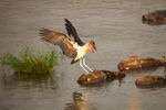   : marobou stork,serengeti 