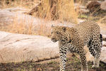   : leopard,serengeti 