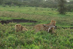   : A Part Of "Topguides safaris photographic trips" Photo Sets 