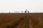   : A Part Of "Topguides safaris photographic trips" Photo Sets 